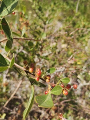 Searsia laevigata