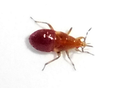 Anthocoris