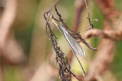Pseudagrion ignifer