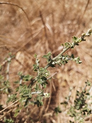 Psoralea hirta
