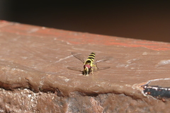 Ischiodon scutellaris