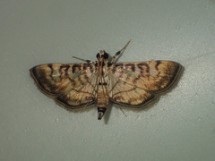 Tabidia aculealis
