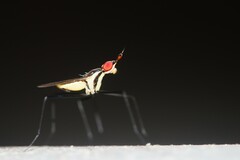 Telostylinus lineolatus