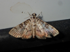 Tabidia aculealis