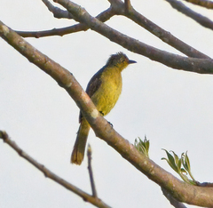 Andropadus importunus