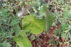 Pterospermum acerifolium