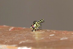 Ischiodon scutellaris