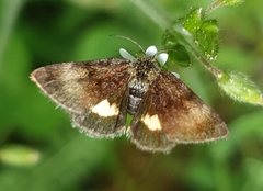 Panemeria tenebrata