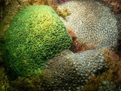 Plesiastrea versipora