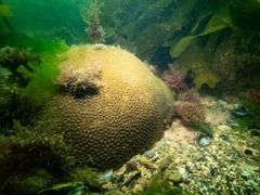 Plesiastrea versipora
