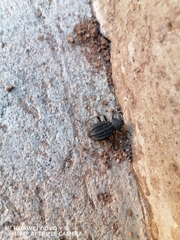 Somaticus