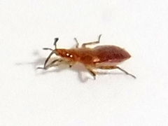 Anthocoris