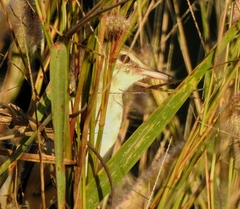 Acrocephalus stentoreus
