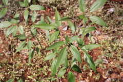Vitex negundo