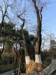 Celtis julianae