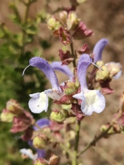 Salvia chamelaeagnea