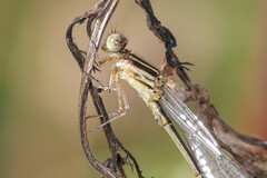 Pseudagrion ignifer