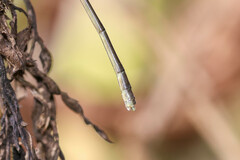 Pseudagrion ignifer