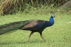 Pavo cristatus × muticus