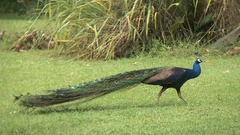 Pavo cristatus × muticus