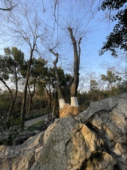 Celtis julianae