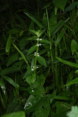 Spermacoce latifolia