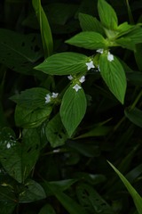 Spermacoce latifolia