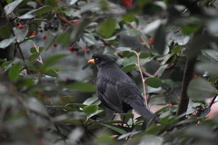 Turdus merula