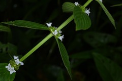 Spermacoce latifolia