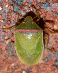 Piezodorus oceanicus