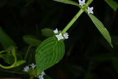 Spermacoce latifolia