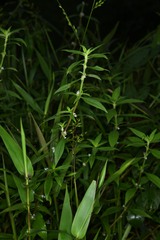 Spermacoce ocymifolia