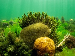 Caulerpa brownii