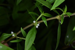 Spermacoce ocymifolia