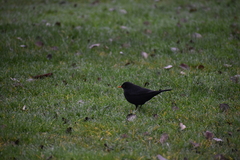 Turdus merula