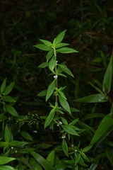 Spermacoce ocymifolia