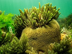 Plesiastrea versipora