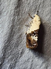 Hypertropha chlaenota