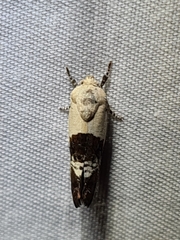 Hypertropha chlaenota