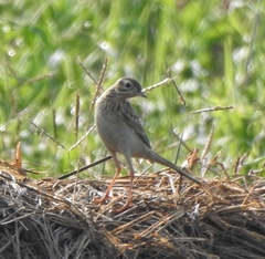 Anthus godlewskii