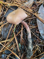Laccaria amethysteo-occidentalis