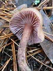 Laccaria amethysteo-occidentalis