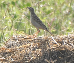 Anthus godlewskii