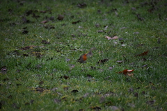 Erithacus rubecula