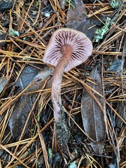 Laccaria amethysteo-occidentalis