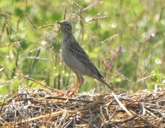 Anthus godlewskii