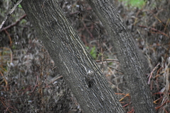 Certhia brachydactyla