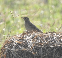 Anthus godlewskii