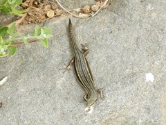 Pseudemoia pagenstecheri