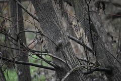 Certhia brachydactyla